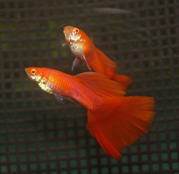 Guppy Red Lace