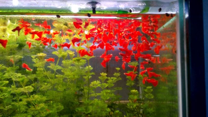 Albino Full Red Guppy pics Art