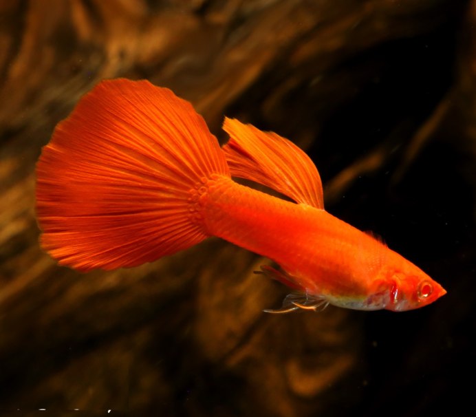 Гуппи Full Red Albino