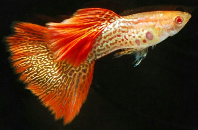 Albino Kirlangiç