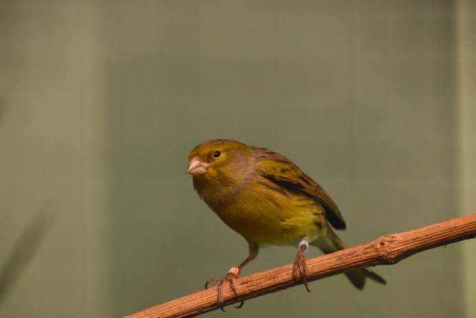 Terra Mix Soil for Birds Canary Finches
