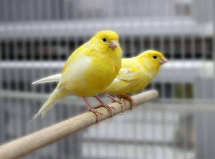 Клюв канарейки
