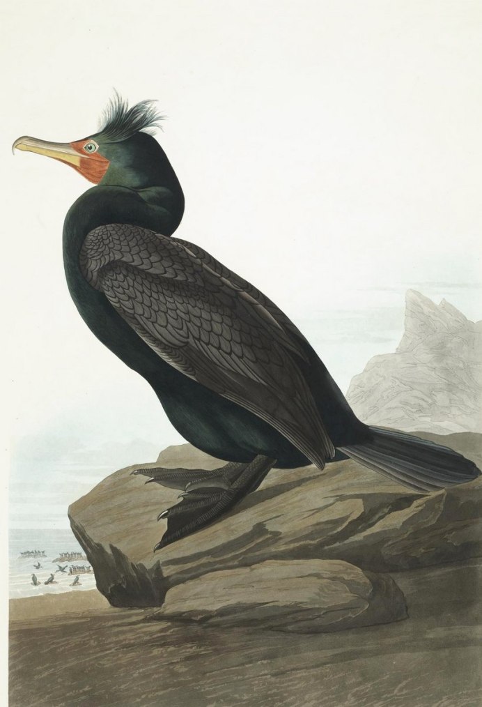 Ушастый БАКЛАНДЖОН Джеймс Одубон Phalacrocorax auritus,