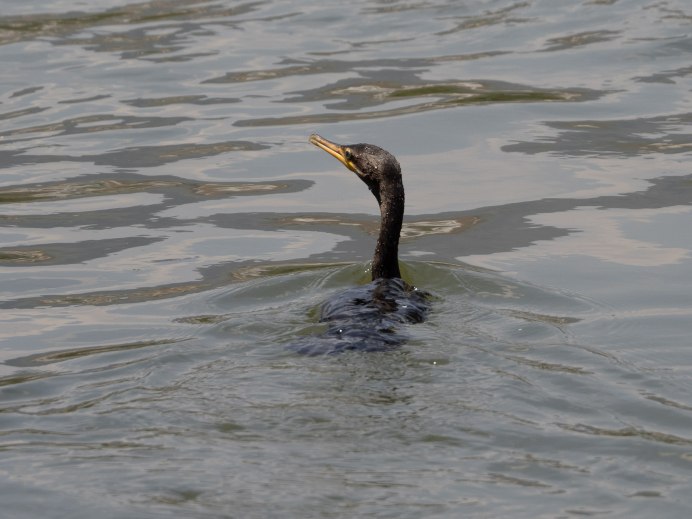 Birdorable Double Crested Cormorant