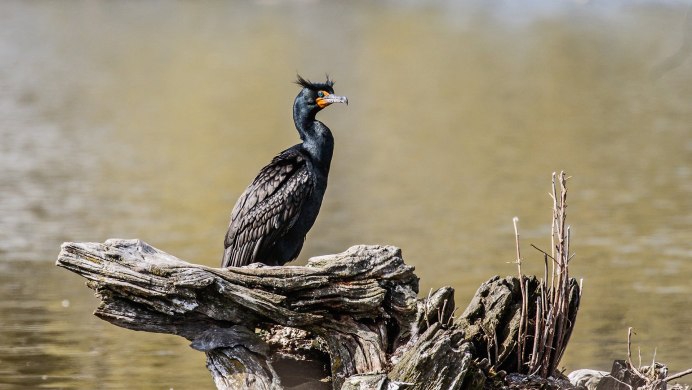 Ушастый БАКЛАНДЖОН Джеймс Одубон Phalacrocorax auritus,
