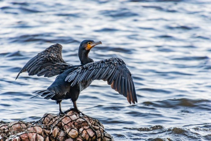 Broken Bird