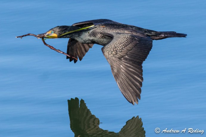Cormorant Spice