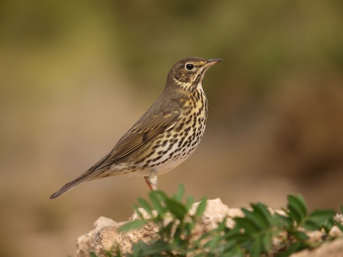 Коричневая птица