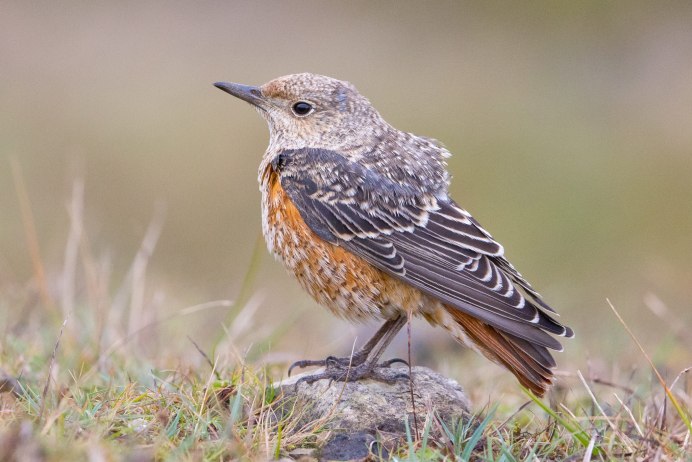 Птица чернозобый Дрозд