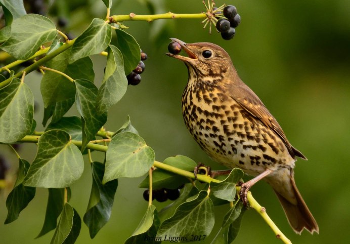 Дрозд-деряба (turdus viscivorus)