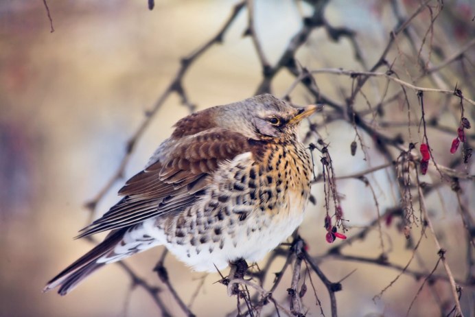 Степной Дрозд