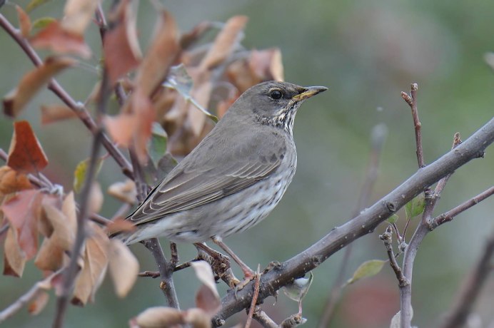 Певчий Дрозд деряба