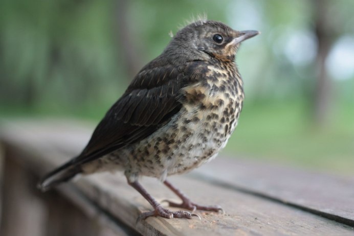 Певчий Дрозд деряба