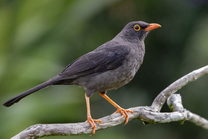Дрозд фото крупным планом