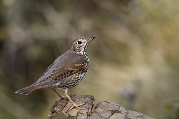 Певчий Дрозд