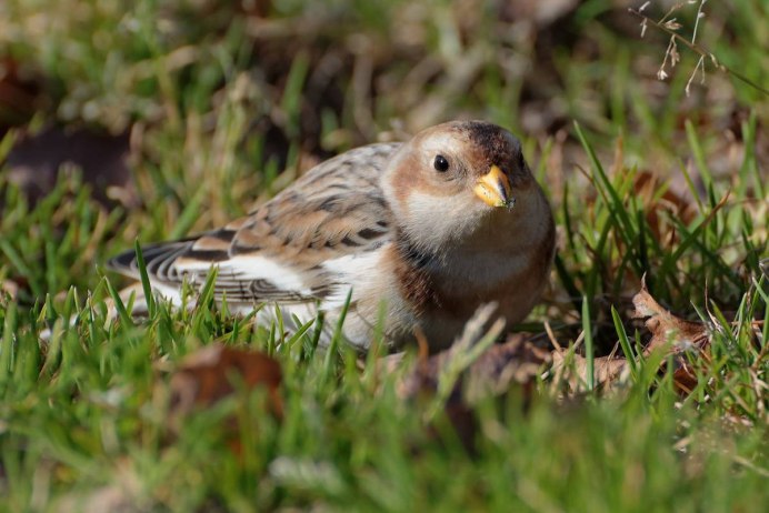 Пуночка Plectrophenax nivalis