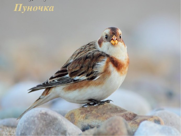 Птицы острова Врангеля пуночка