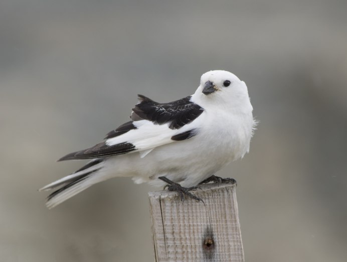 Пуночка Plectrophenax nivalis