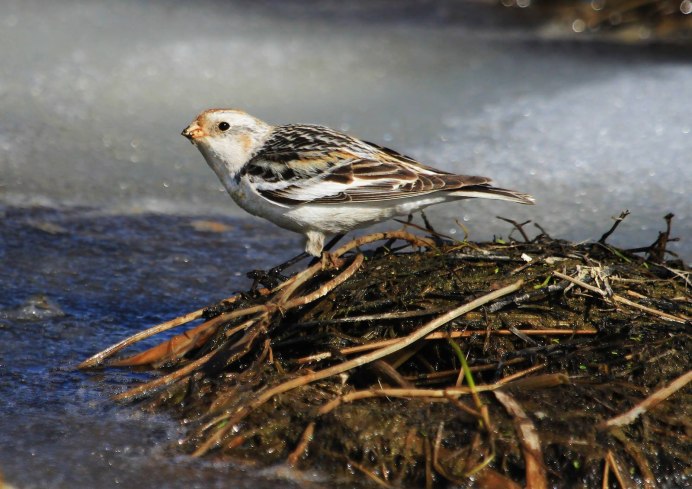 Plectrophenax nivalis