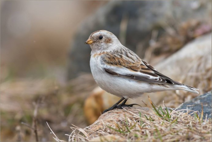 Пуночка Plectrophenax nivalis
