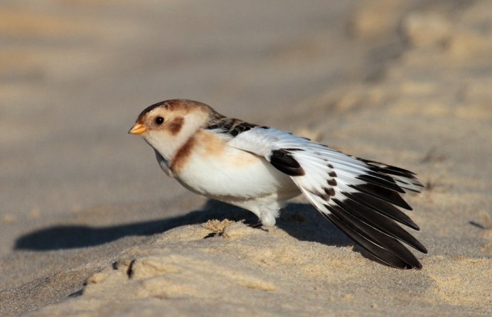 Пуночка Plectrophenax nivalis