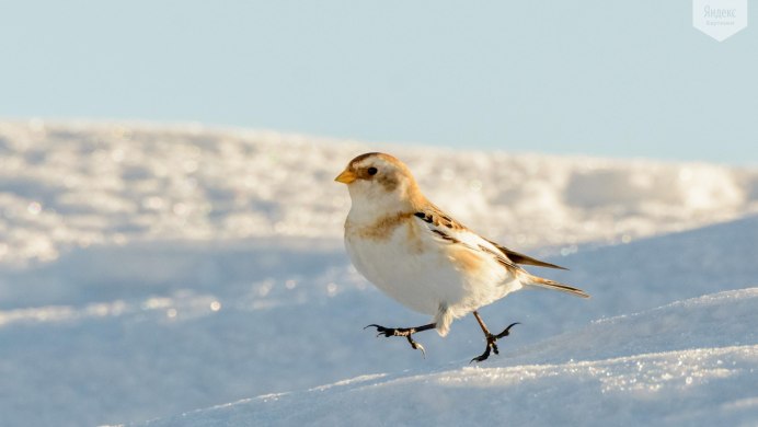 277. Пуночка обыкновенная (Plectrophenax nivalis)