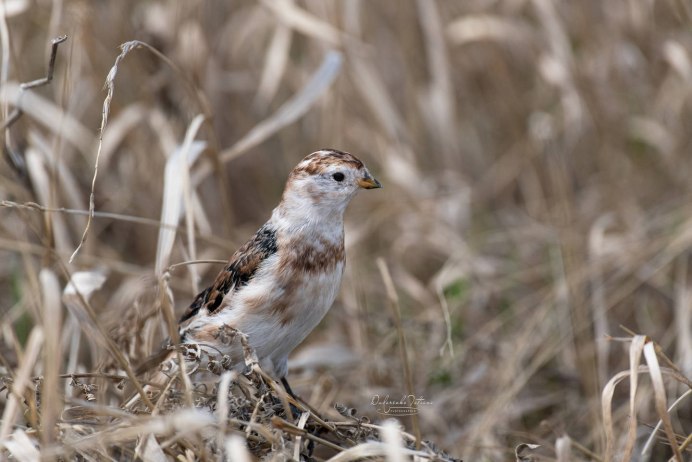 Пуночка, подорожник снежный – Plectrophenax nivalis (l., 1758)