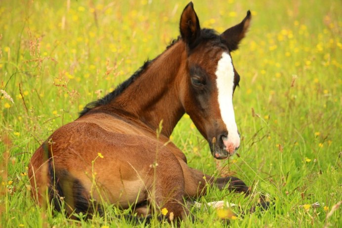 Лошадь Thoroughbred foal