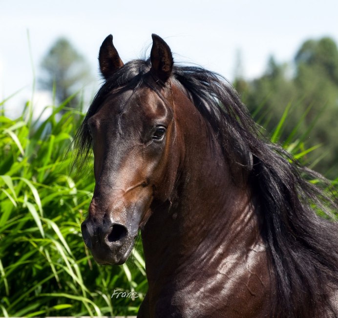 Лошадь Thoroughbred foal