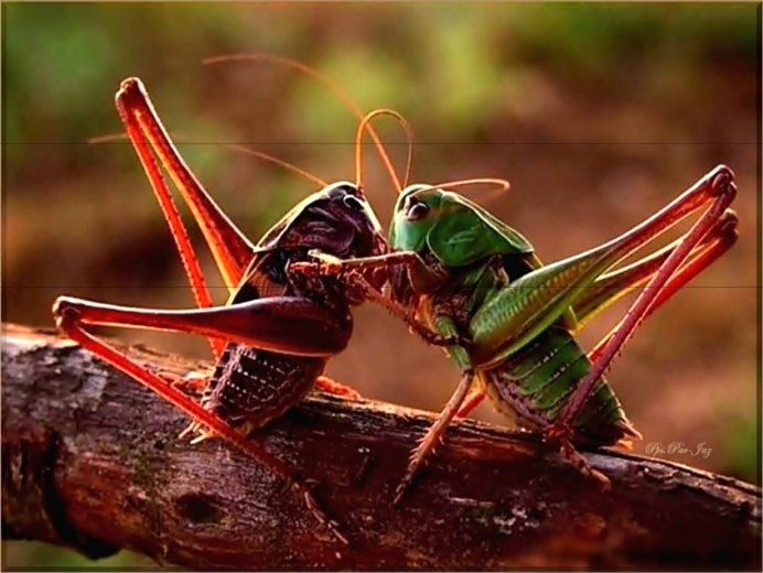 Кузнечики кушают огурцы