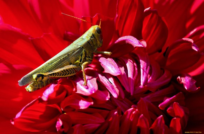 Розовоглазый кузнечик