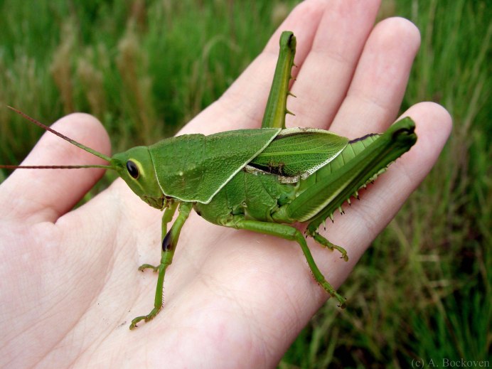 Красное насекомое на цветке