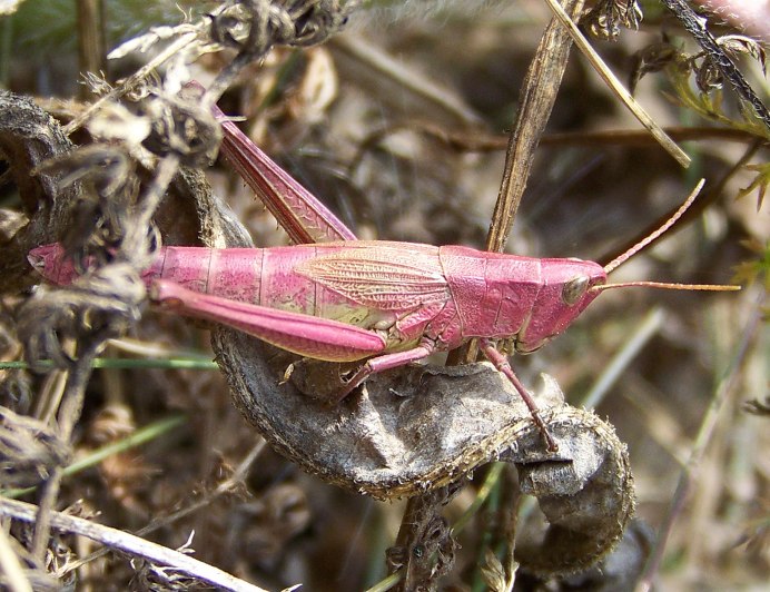 Красный сверчок