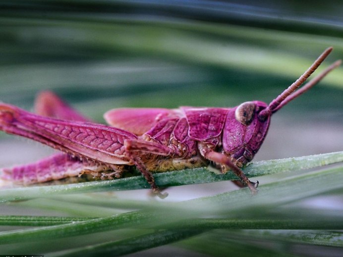 Розовый кузнечик альбинос