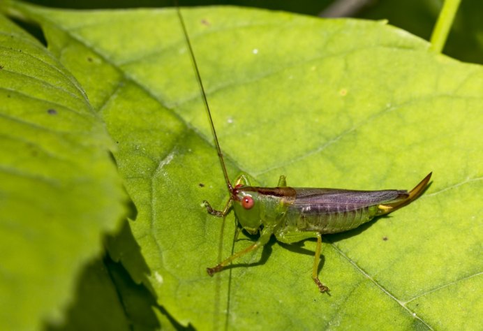 Красная Саранча