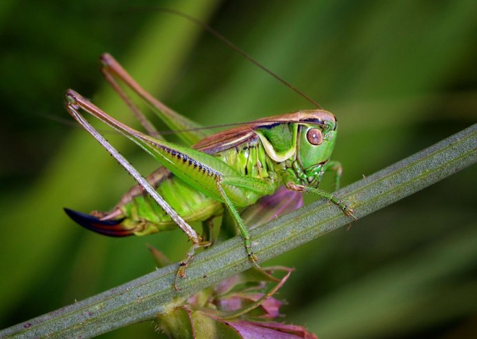 Гималайский кузнечик