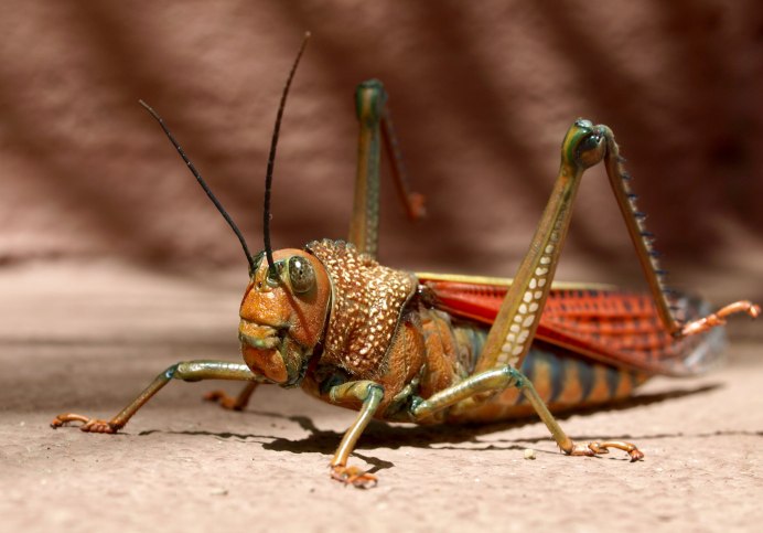 Красный кузнечик ядовитый
