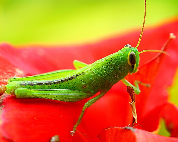 Саранча зеленая кобылка