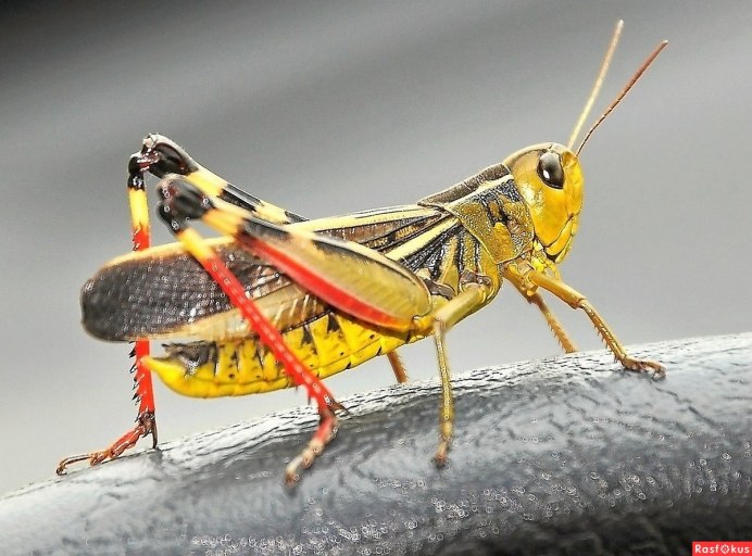 Красная Саранча