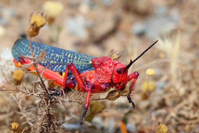 Египетская Саранча