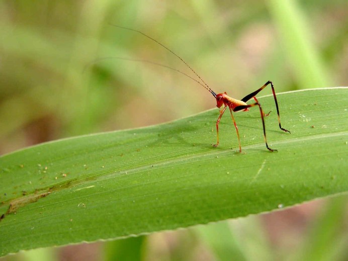 Кузнечик под цветком