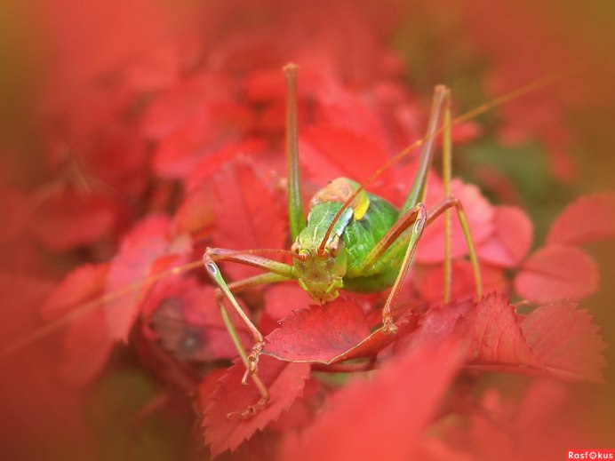 Насекомые красного цвета