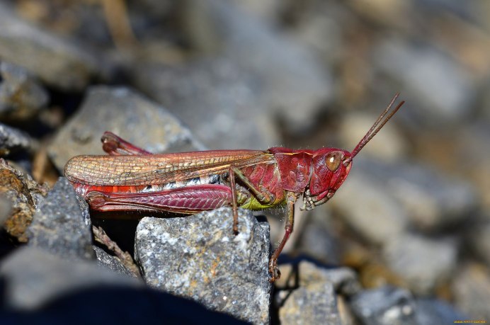 Суданский кузнечик
