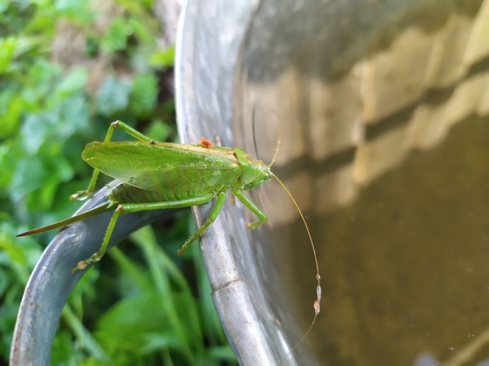 Красный кузнечик с жалом
