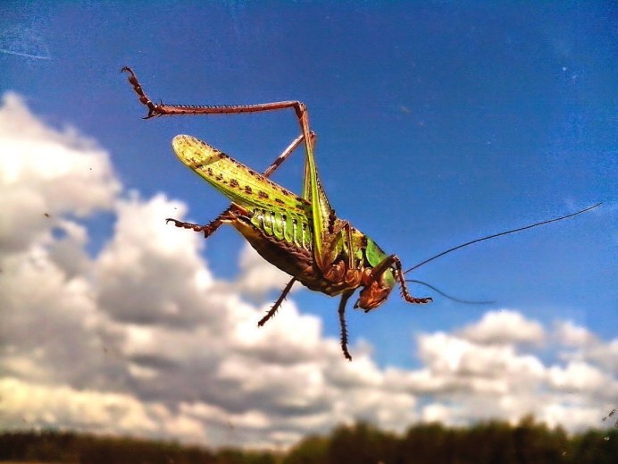 Папуанский кузнечик