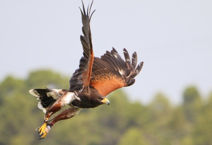 Parabuteo unicinctus