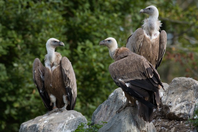 Gyps fulvus белоголовый СИП