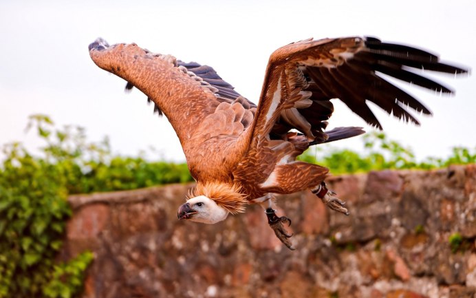 Gyps fulvus белоголовый СИП