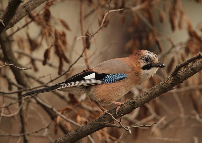 Садовая Камышовка птица голос