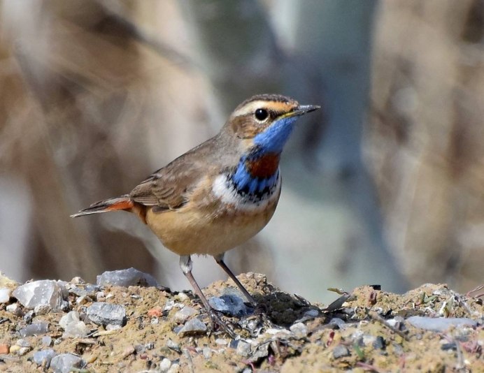 Свиристель птенец